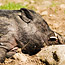 Animals3_thumb